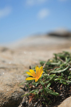 寶花