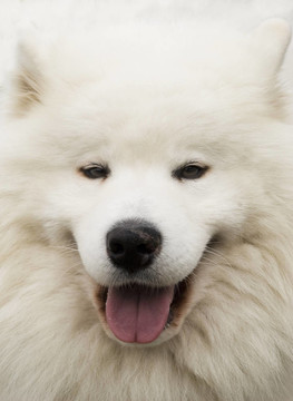 狗