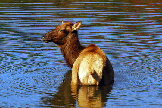 鹿（Cervus canadensis）在水