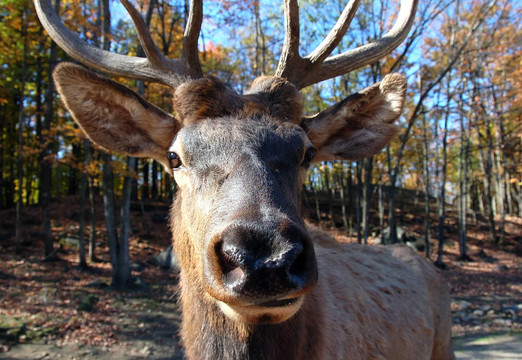 鹿（Cervus canadensis）在秋季