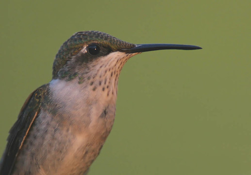 少年的蜂鳥