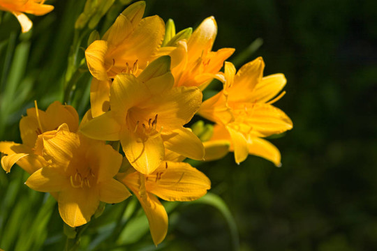 百合花。