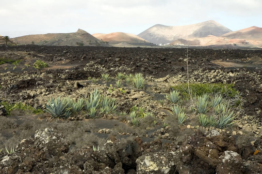 蘭薩羅特島火山地