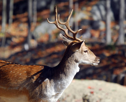 Fallow Deer（鹿）