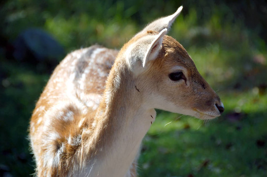Fallow Deer（鹿）
