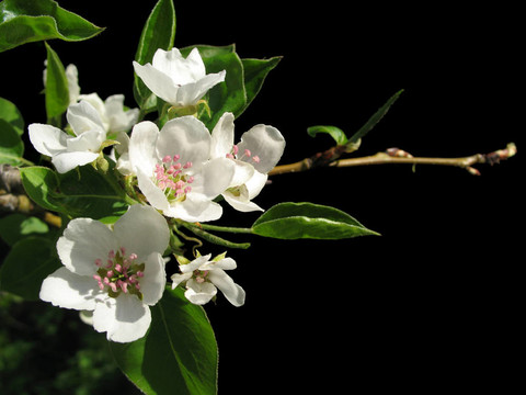 蘋果花