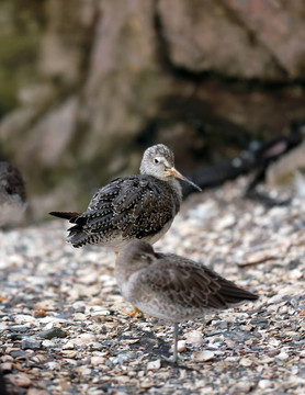 Lesser Yellowlegs（Tringa Flavipes）