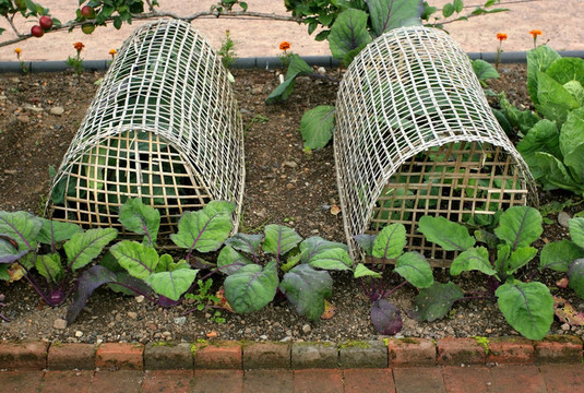 植物保護(hù)