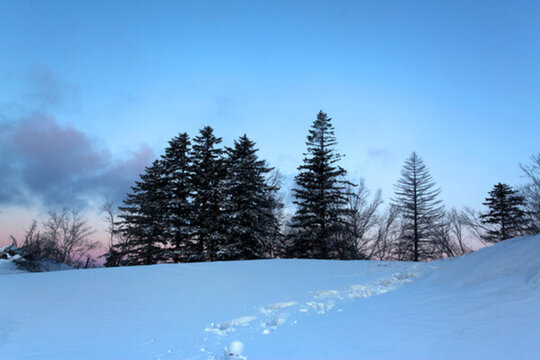 林海雪原 雪鄉(xiāng)樹木 白雪 冬天