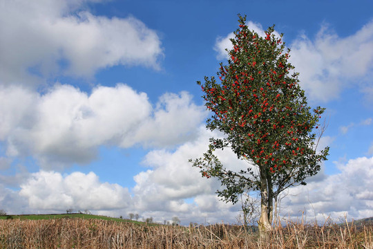 Holly Tree在冬天