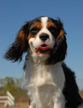 騎士查理王獵犬