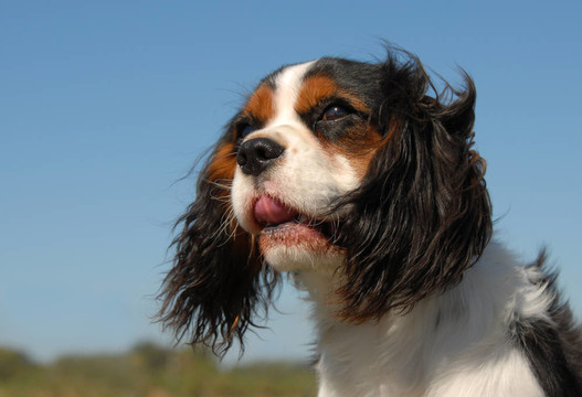 騎士查理王獵犬