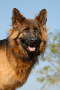 雌性德國(guó)牧羊犬