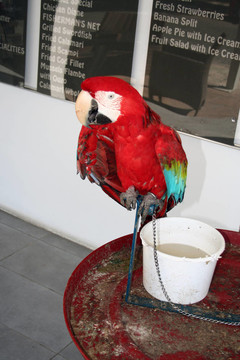 鏈接Parrot