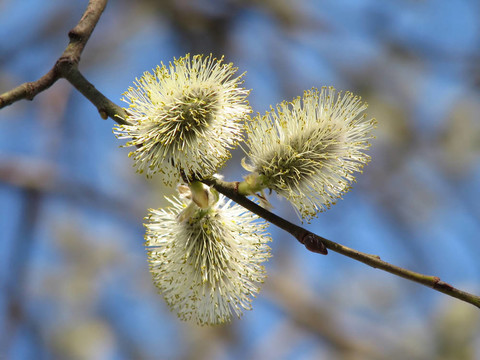 Pussy willow 2