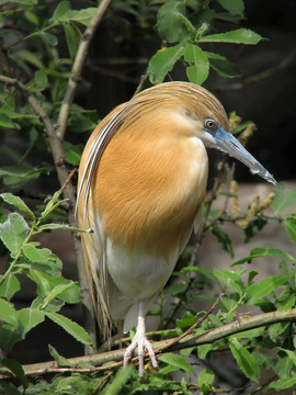外來(lái)的鳥(niǎo)