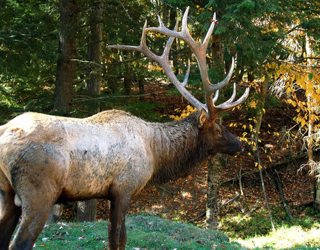 鹿（Cervus canadensis）在秋季