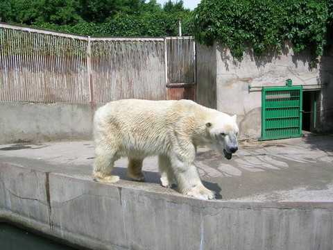 北極熊
