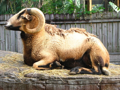Barbado sheep在巖石上