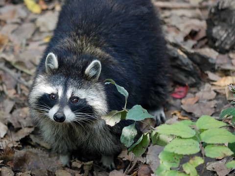 Raccoon（浣熊）