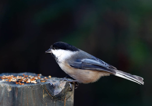 黑頂山雀（Poecile atricapillus）