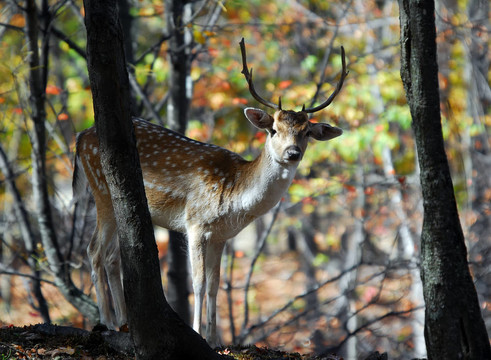 Fallow Deer（鹿）
