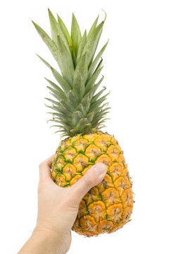 菠蘿