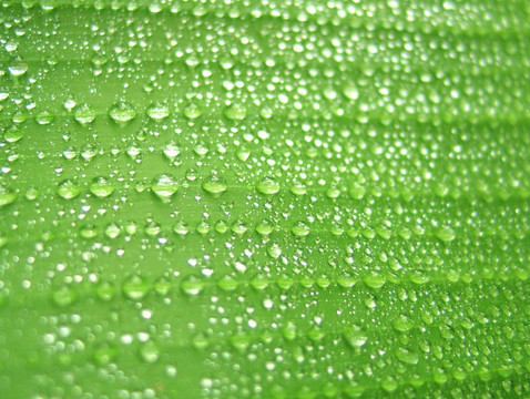 绿叶上的雨滴