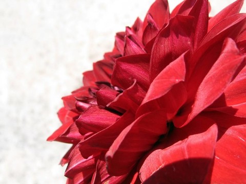 紅色的花