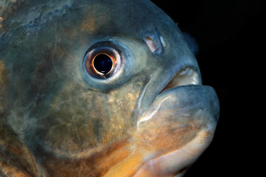 食人魚
