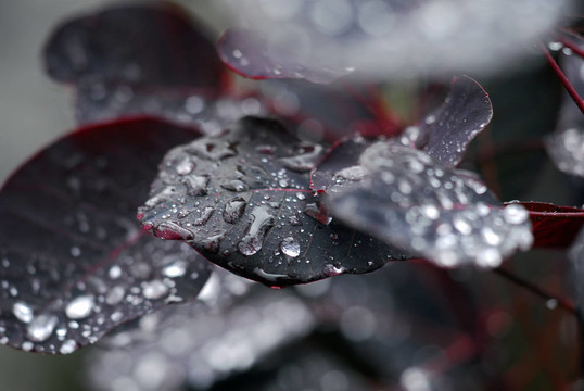 雨滴在樹(shù)葉