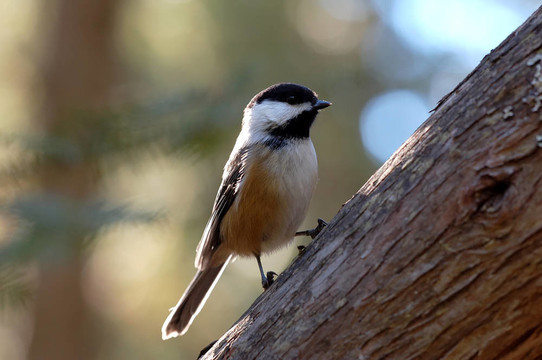 黑頂山雀（Poecile atricapillus）