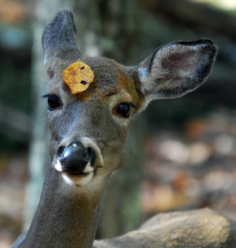 白尾鹿（Odocoileus virginianus）