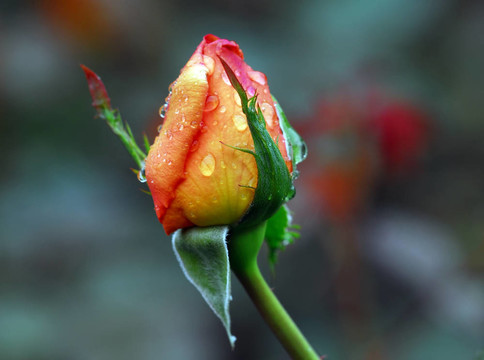 橙玫瑰花蕾
