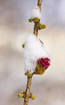 雪下的朵朵落葉