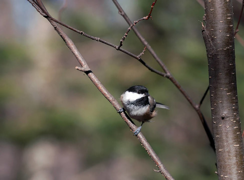 黑頂山雀（Poecile atricapillus）