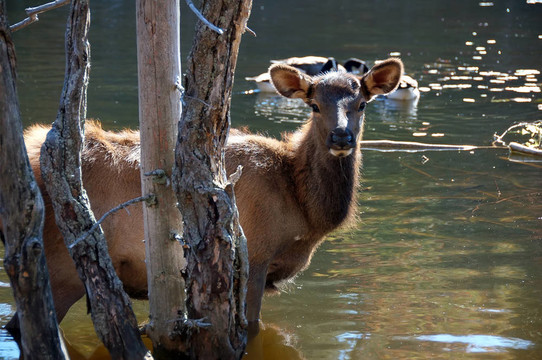 鹿（Cervus canadensis）在水
