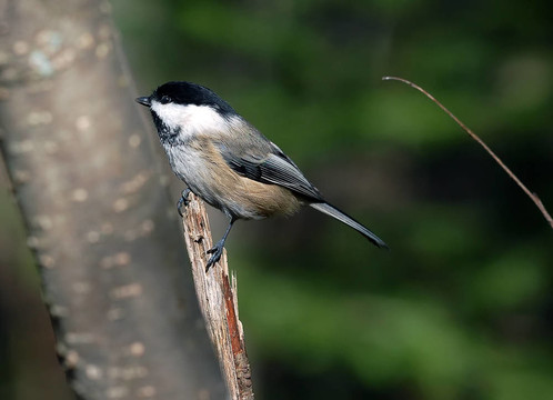黑頂山雀（Poecile atricapillus）