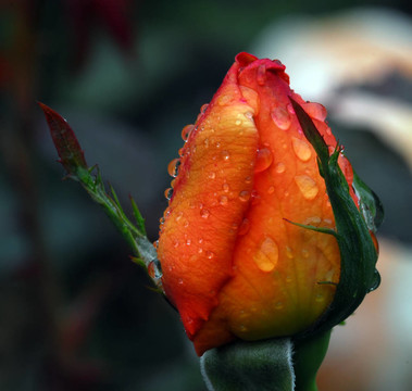 橙玫瑰花蕾