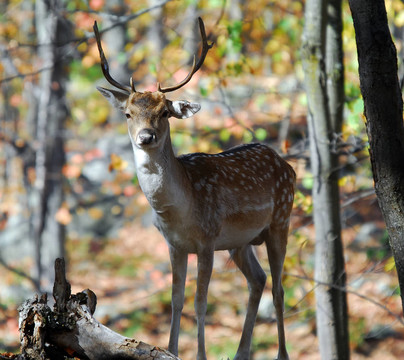 Fallow Deer（鹿）