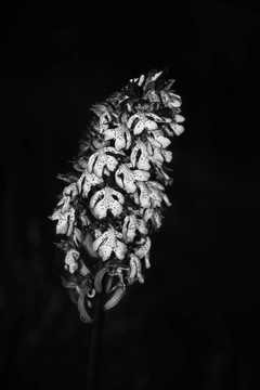 Orchidea