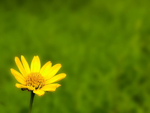 黃色的花