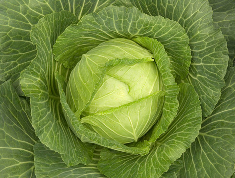白菜