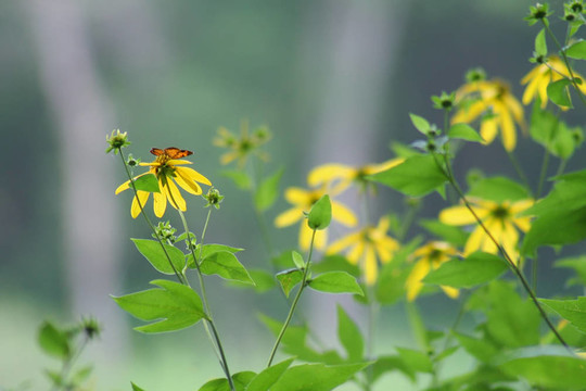 蝴蝶和Flowers