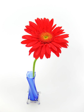 藍(lán)色花瓶里的花