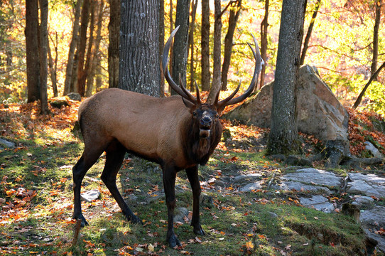 鹿（Cervus canadensis）在秋季