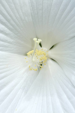 靠近白芙蓉