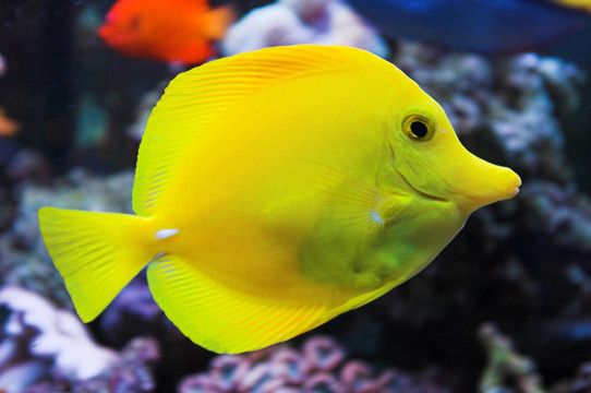 海水水族箱中的黃塘魚