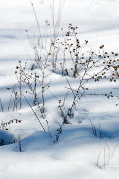snow_in_field