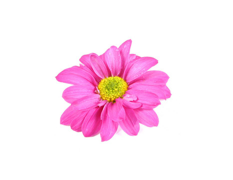 Flower。